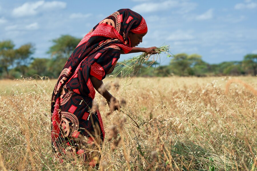 A female Kenyan farmer amidst her crops.