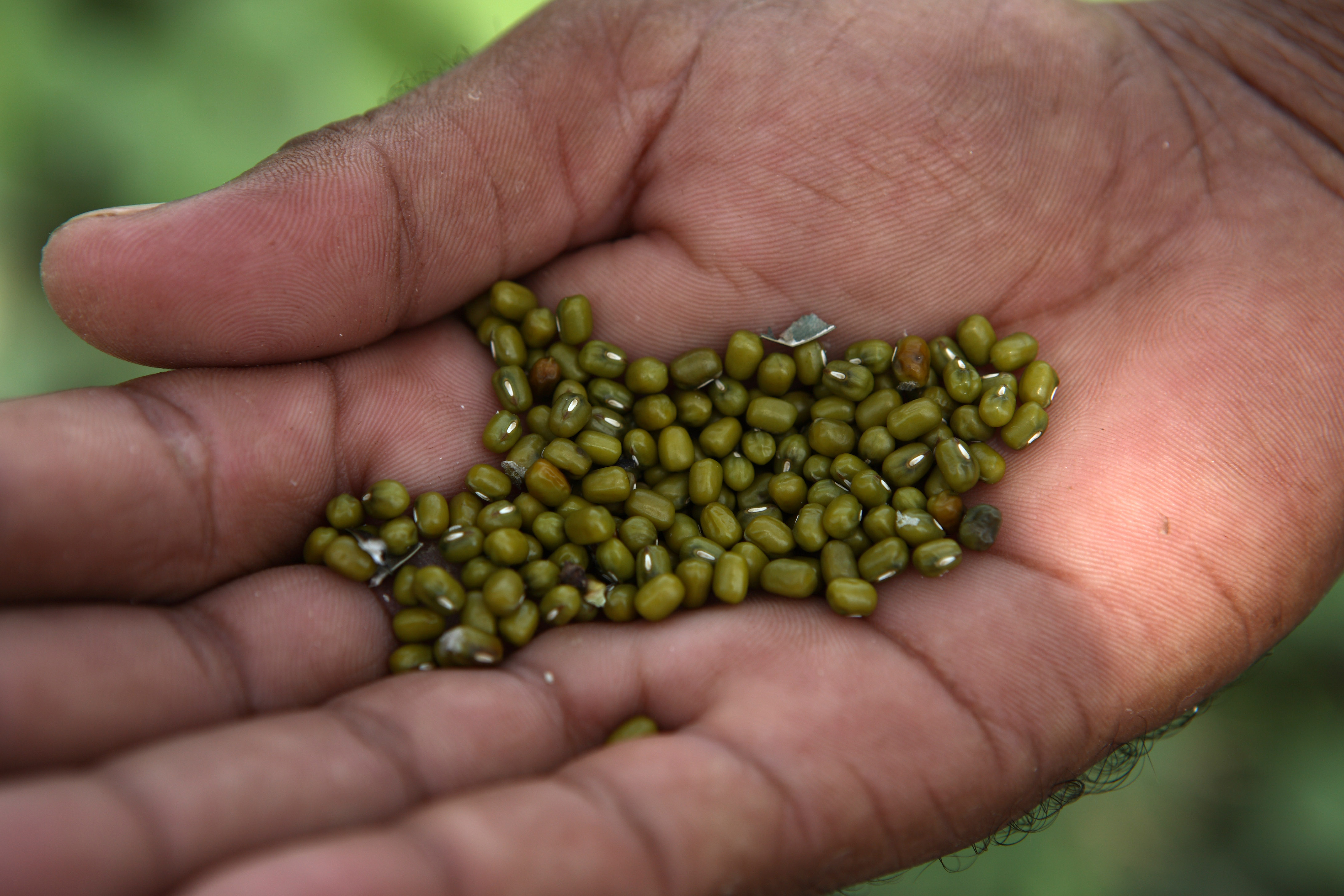 A hand holds mung beans.