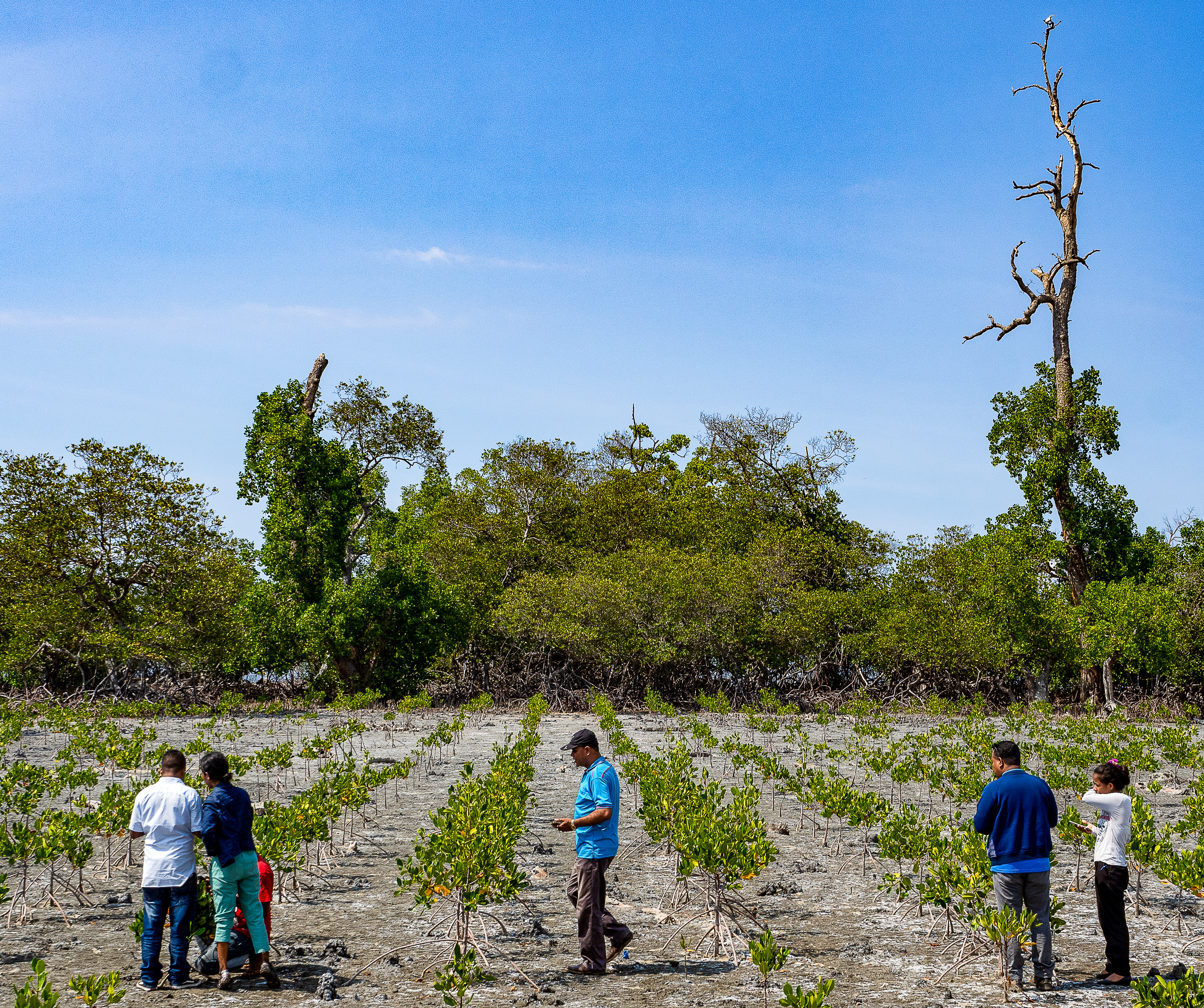 Officials observe a budding mangrove forest.