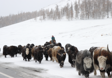Herd of yaks walk along a mountain road in snow 
