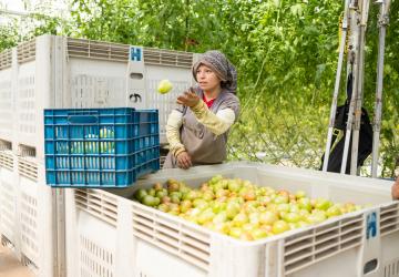 women throws tomatoes into boxes outside