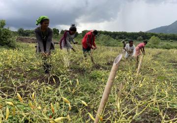people working in a green field 