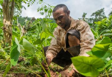 man kneels down to tend to green plants in field 