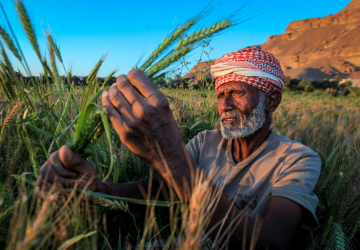 man in red head scarf tends to wheat crops in field 