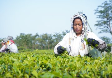 Women working in the field.