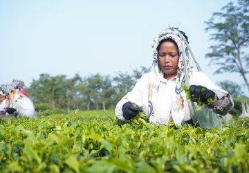 Women wearing a type of headdress picking green plant leaves in a field.