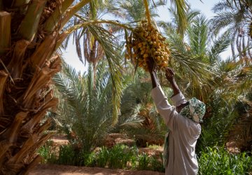 A man in Algeria tends to his date tree.