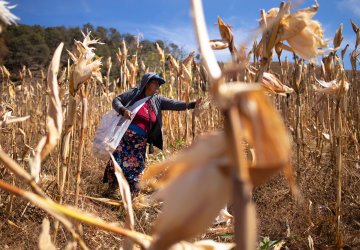 A woman in Mexico works in a field.