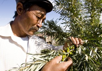 A man in Mongolia inspects a plant.