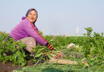A farmer in Indonesia works in her field.