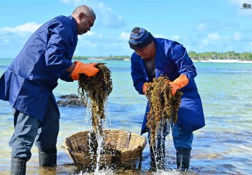 Two men in Mauritius collect seaweed.