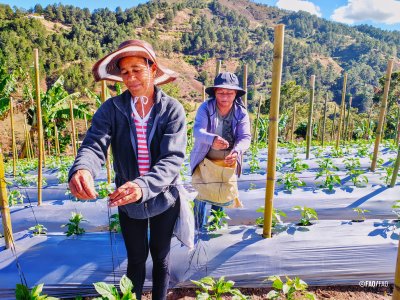 Two people work together tying lines between stakes in a cultivated field with young plants on a hillside farm.