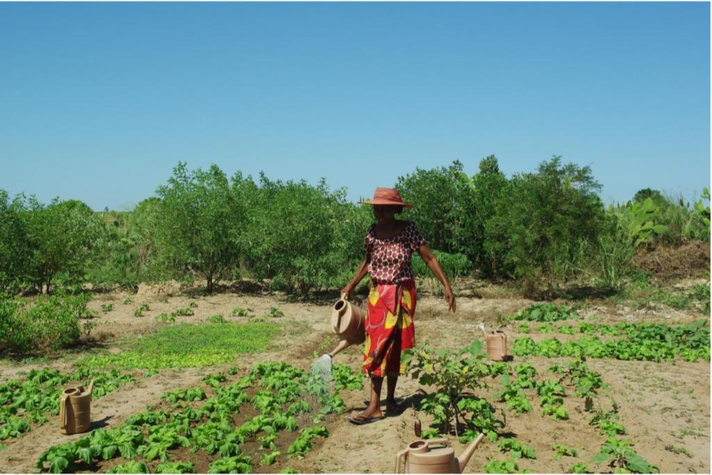 woman in red walks through fields watering crops 
