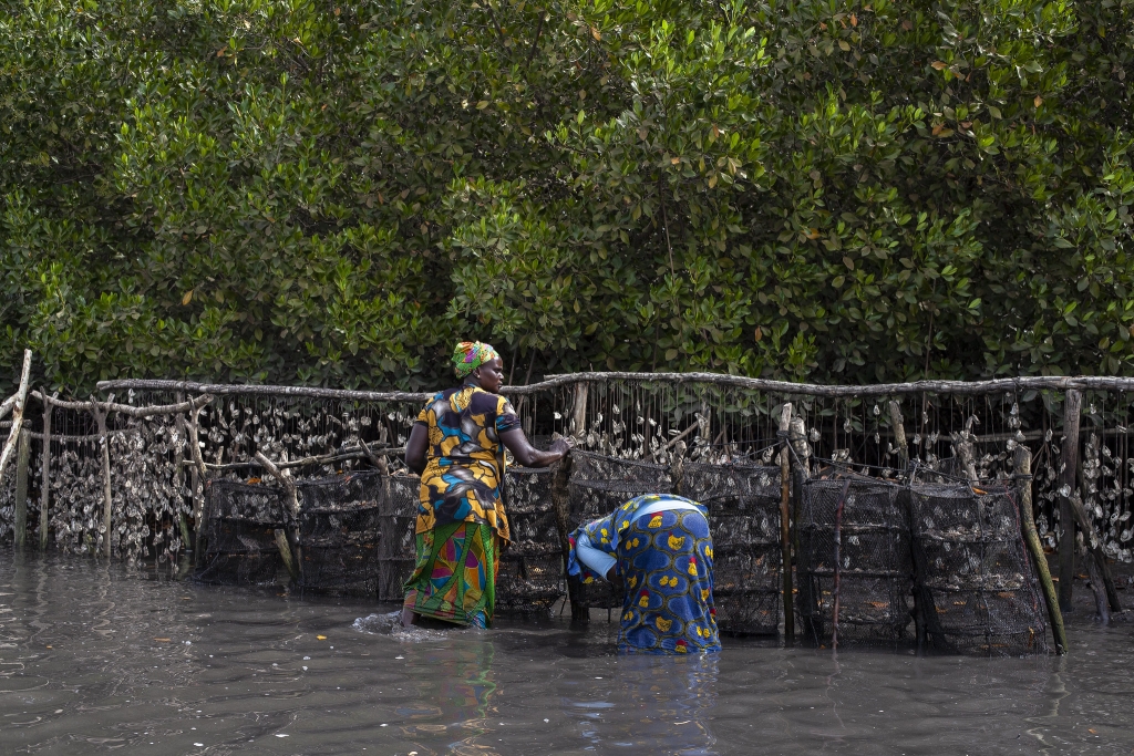 two women in colourful clothes stand knee deep in water attending to fishing nets 