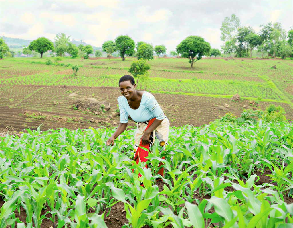 A woman farmer in Malawi works in a field.