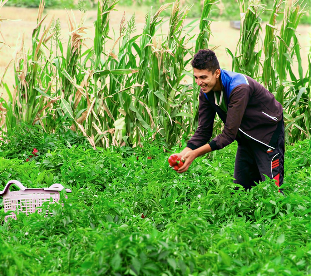 A young Algerian man tends to his crops.