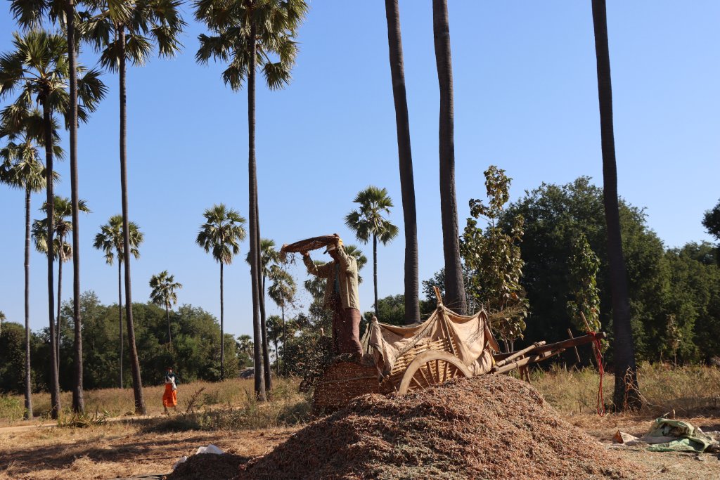 A farmer in Myanmar.