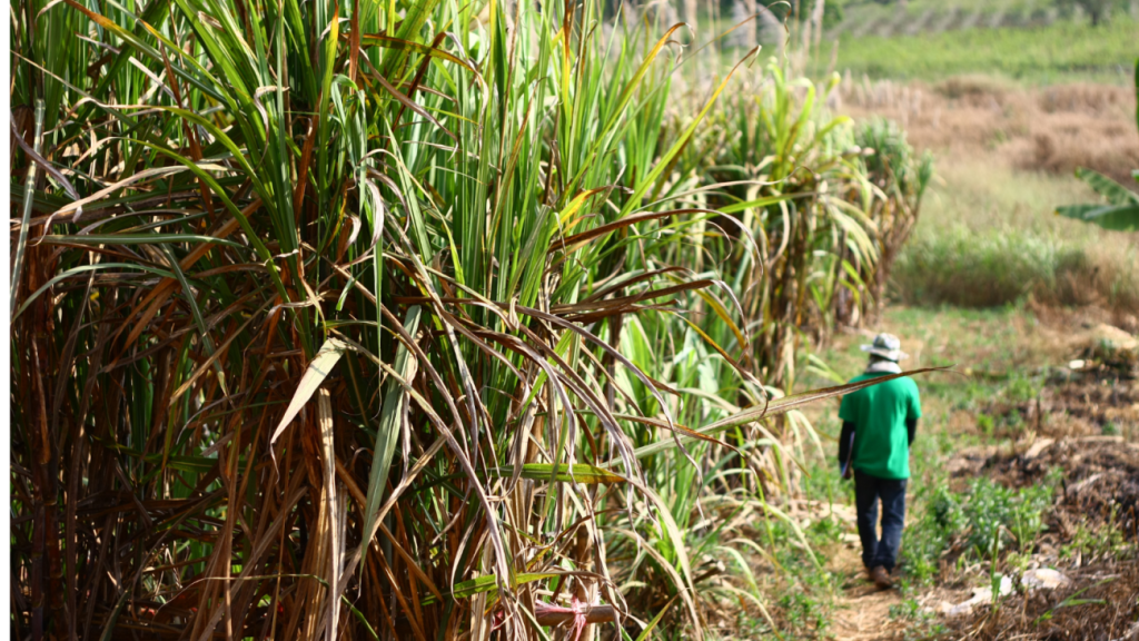 A man walks in a field in South Africa.