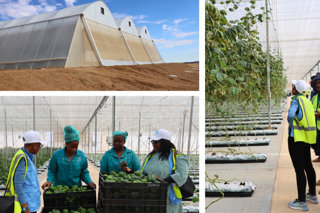 Three pictures of a green transition project in Namibia.