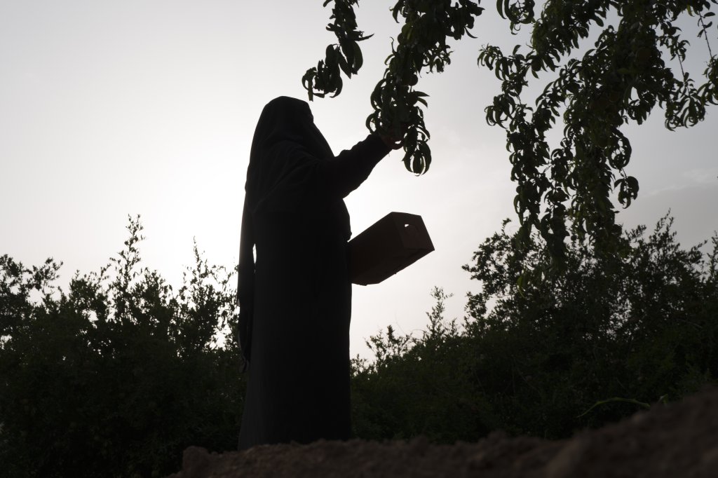 A woman works in a field in Saudi Arabia.