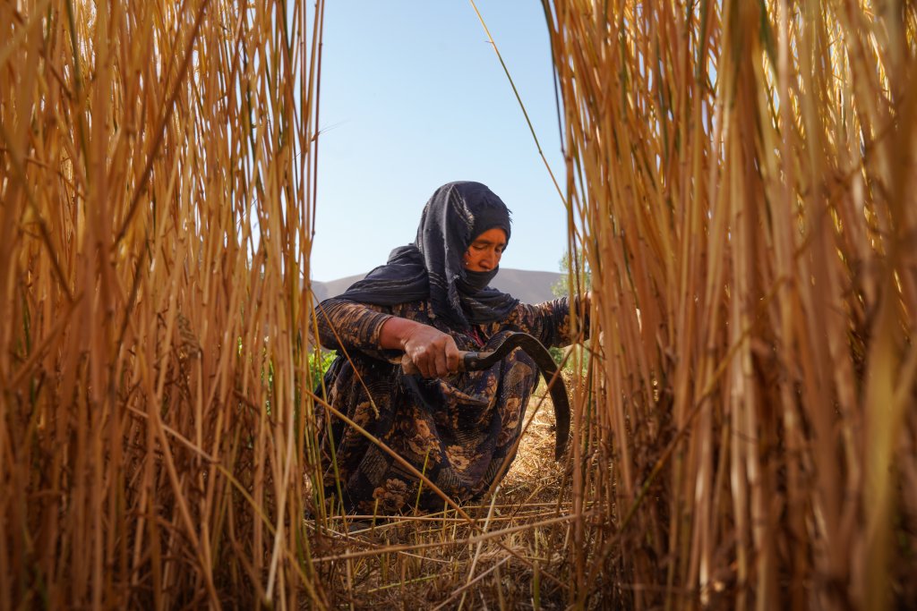 A farmer in Afghanistan works in a field.