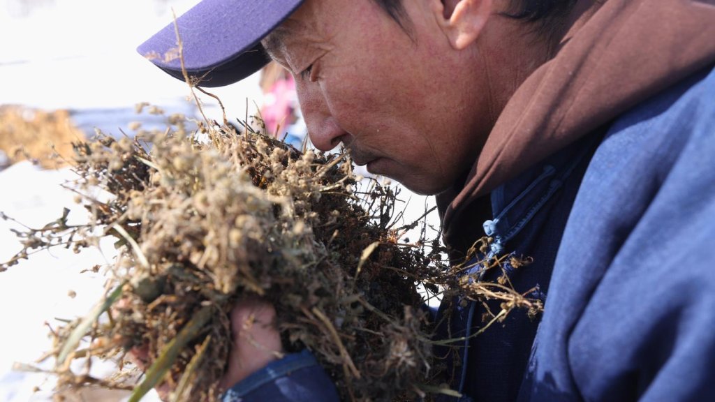 A farmer in Mongolia smells a plant.