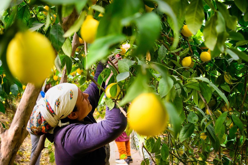 A woman farmer works in a lemon field in Tajikistan.