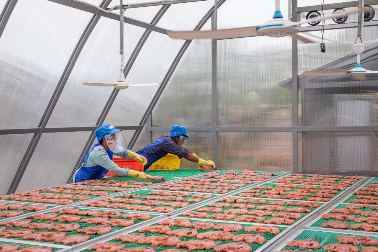 two people preparing raw fish in solar-powered dome 
