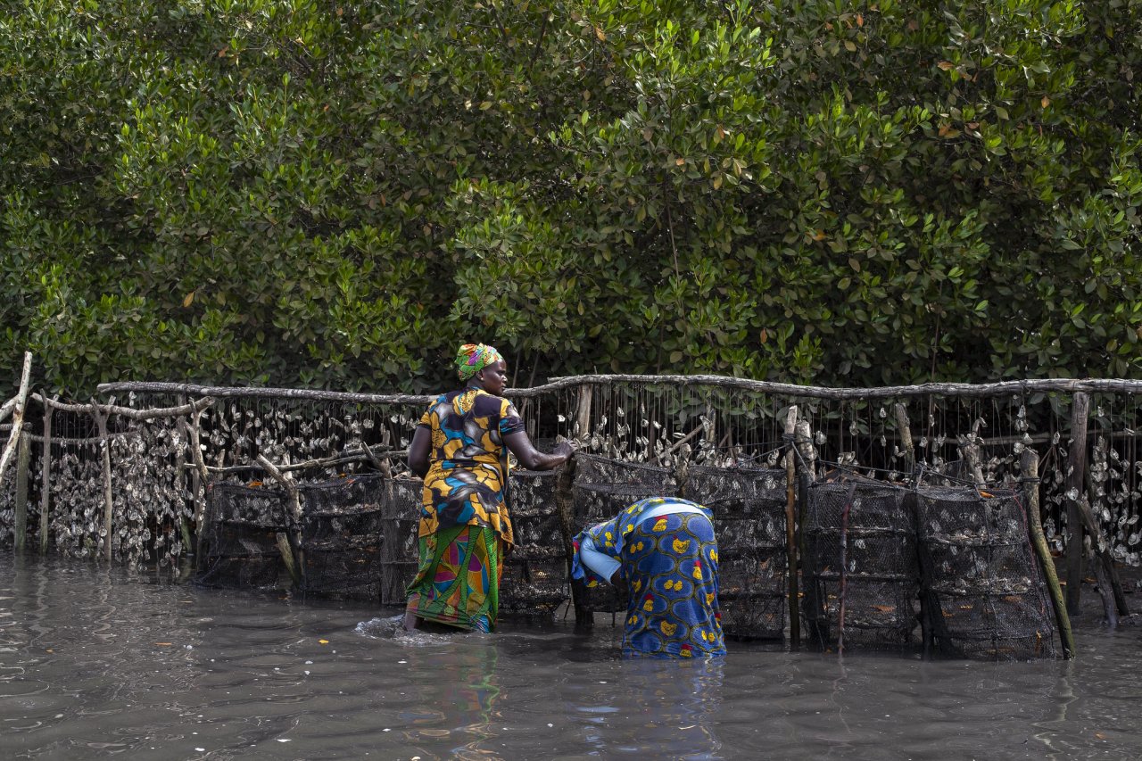 two women in colourful clothes stand knee deep in water attending to fishing nets 