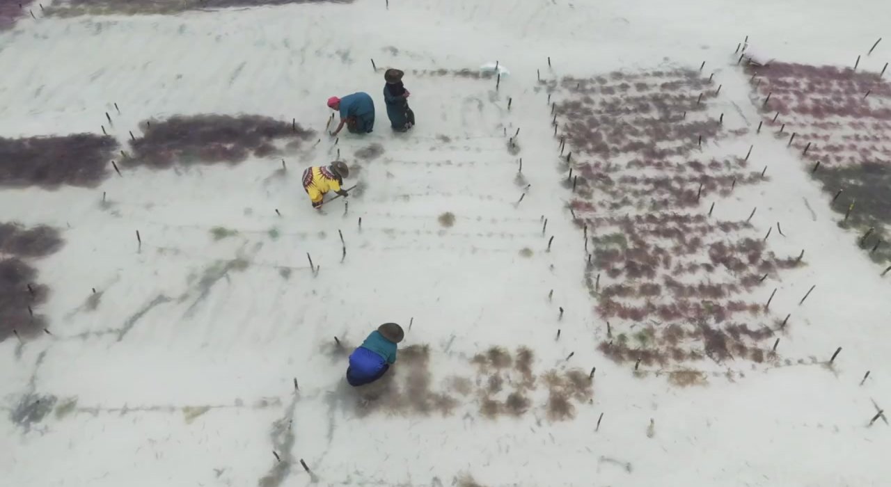 Overhead view of several people working in shallow coastal water, planting or tending rows of vegetation or seedlings. Wooden stakes mark rectangular plots arranged in a grid pattern, with patches of darker plant growth contrasting against pale sand or seabed. The individuals are bending or kneeling as they work, spaced across the plots, suggesting organized cultivation such as seaweed or aquatic farming.