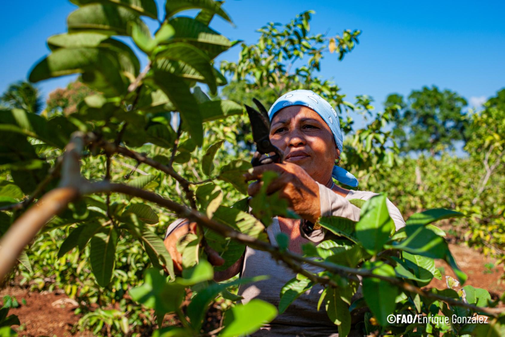 A woman engaging in agriculture outdoors