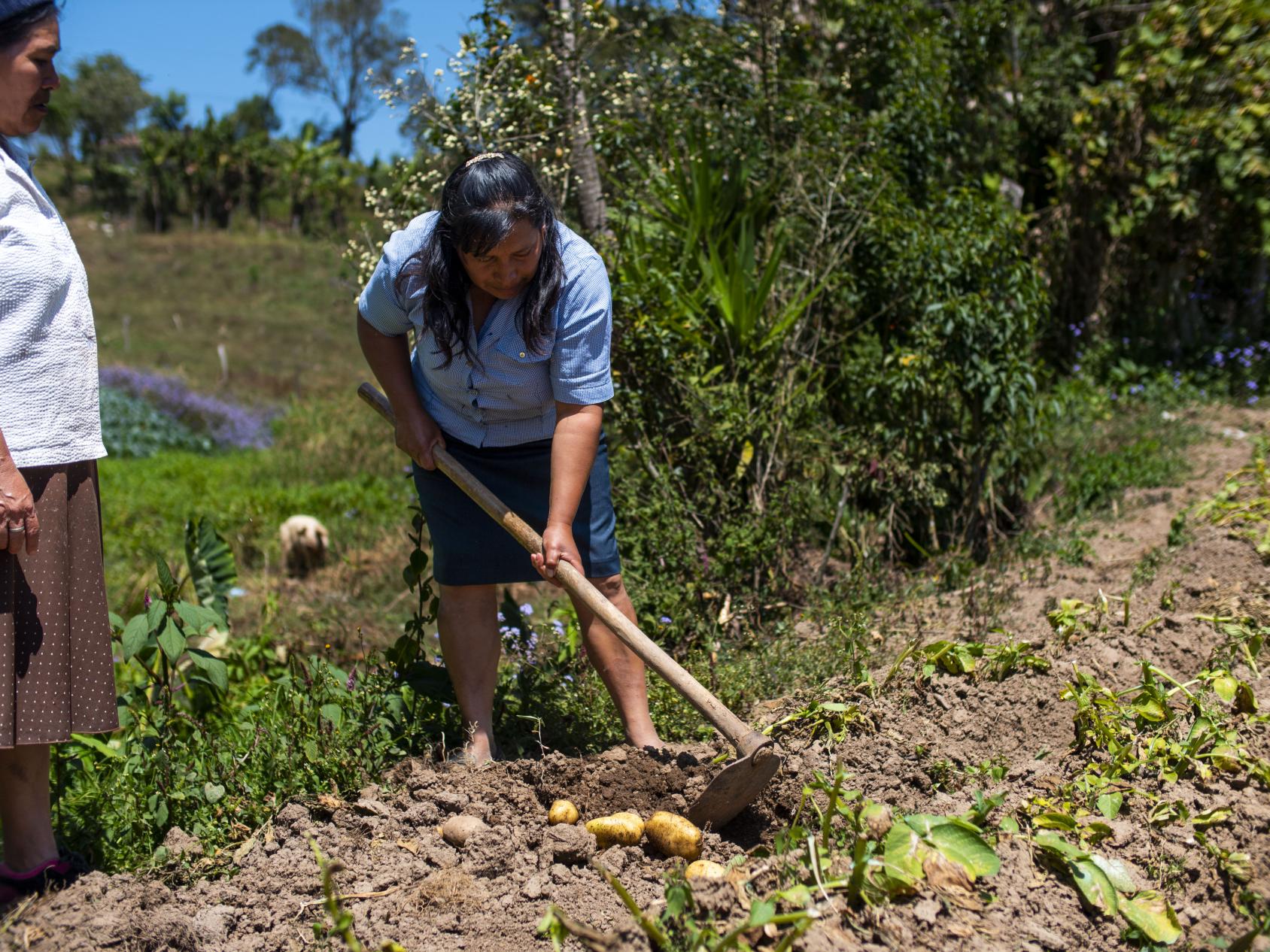 A woman is ploughing the field, she is not looking at the camera