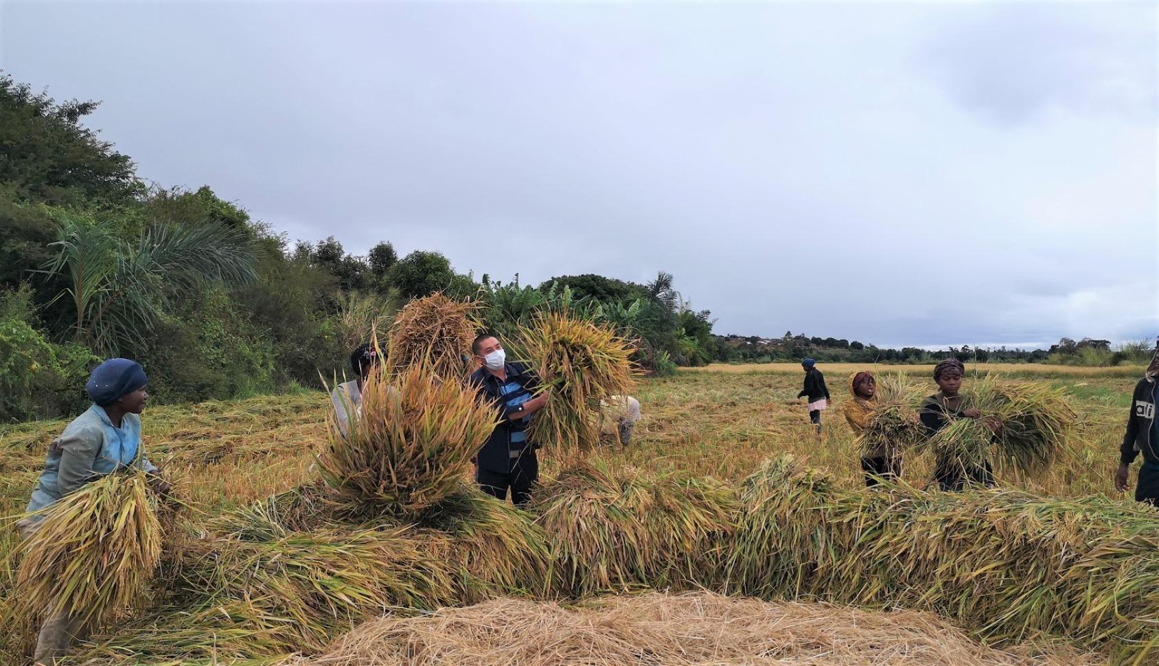 A group of workers in a field 