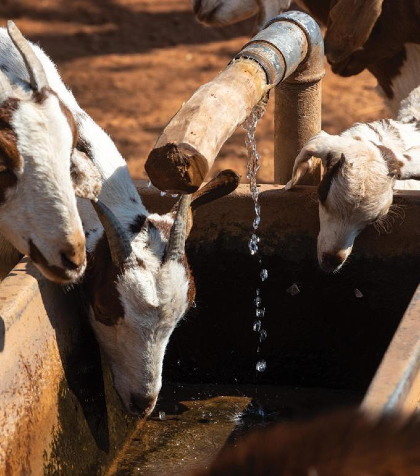 A close up picture of goats in a field 