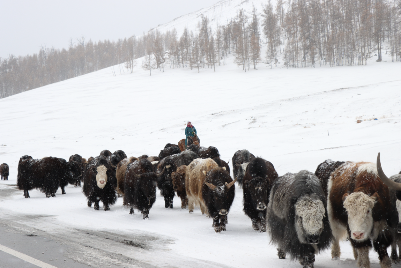 Herd of yaks walk along a mountain road in snow 