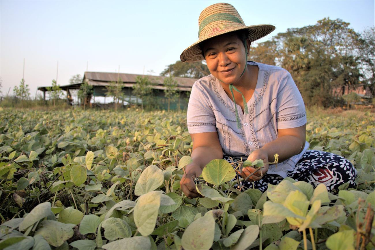 woman in straw hat bends down to attend to paddy field 