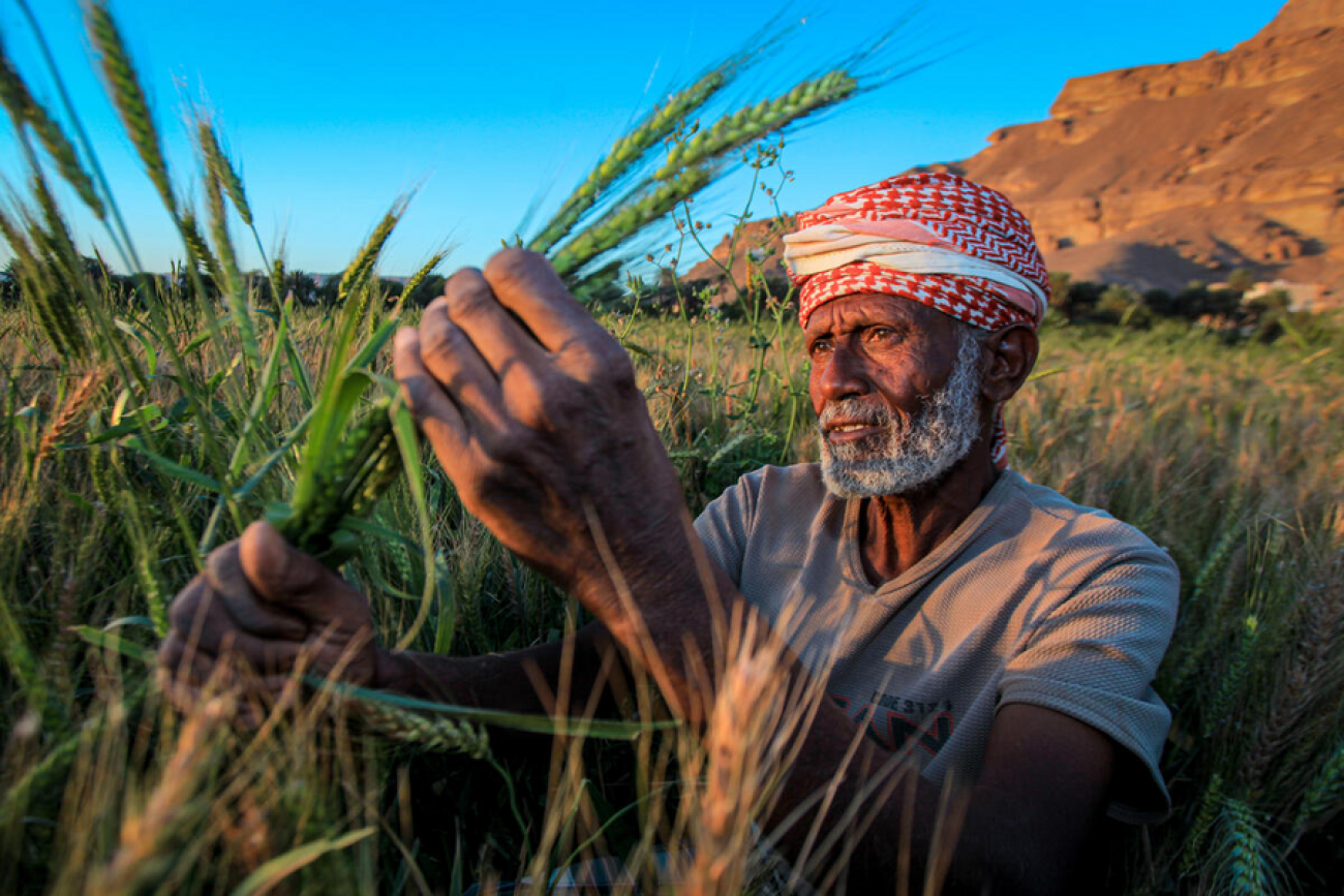 man in red head scarf tends to wheat crops in field 