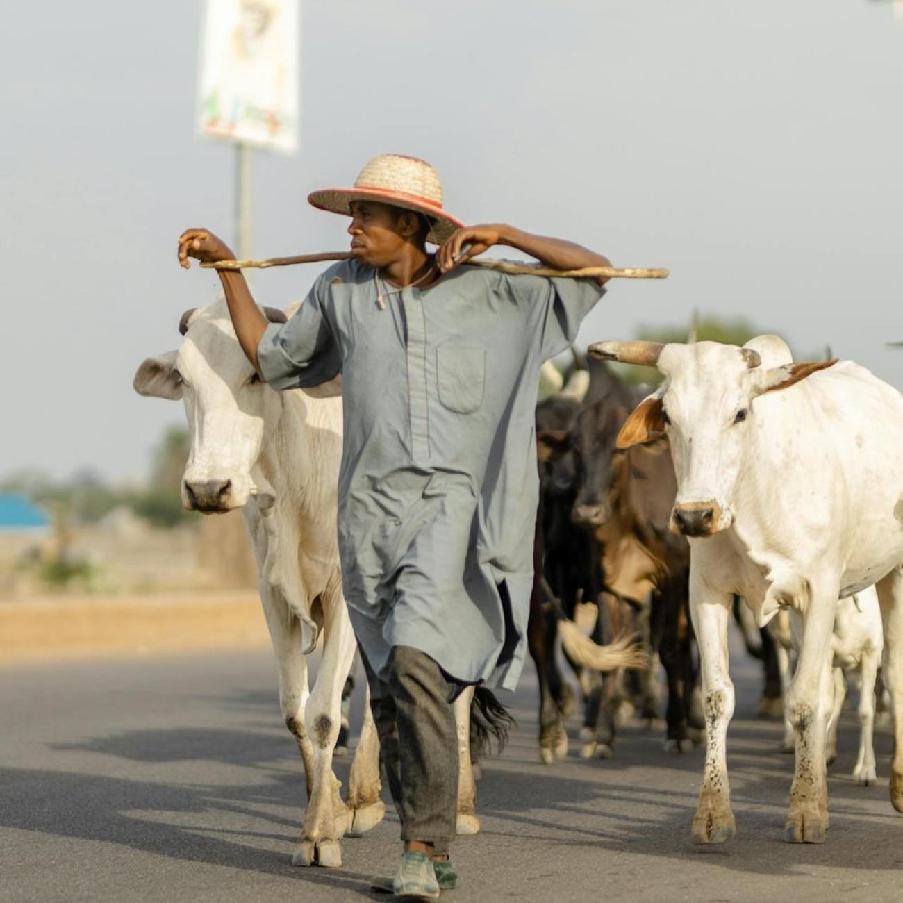 A man on the road with cows behind him