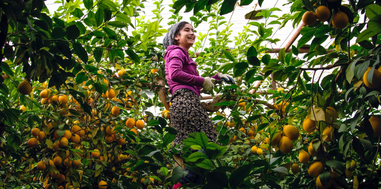 A woman in Tajikistan amidst a lemon grove.