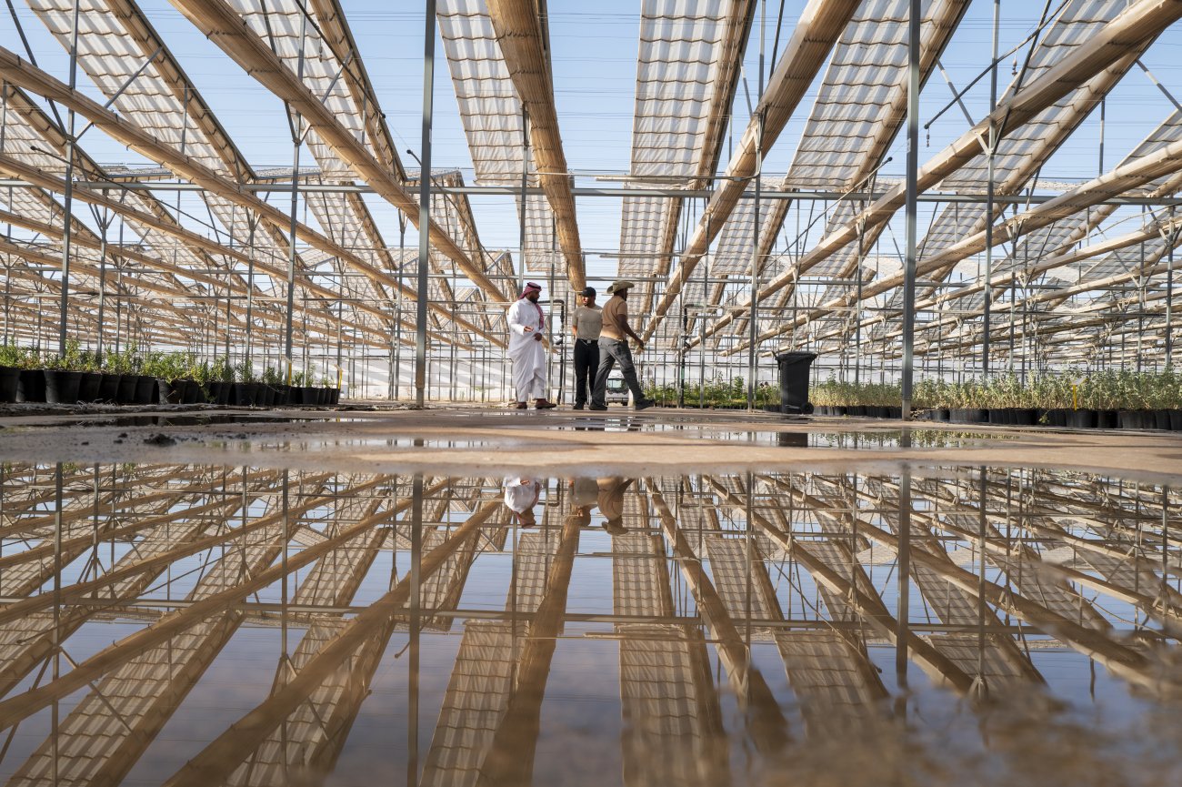 A greenhouse in Saudi Arabia.
