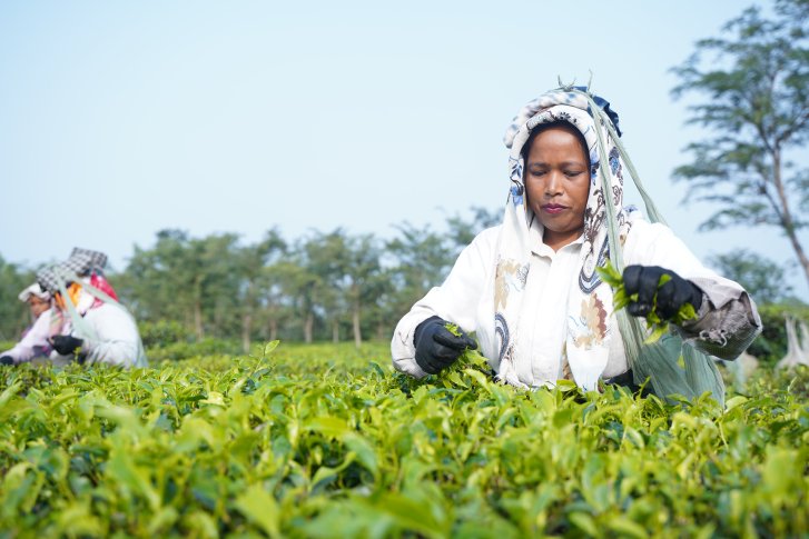 Women wearing a type of headdress picking green plant leaves in a field.