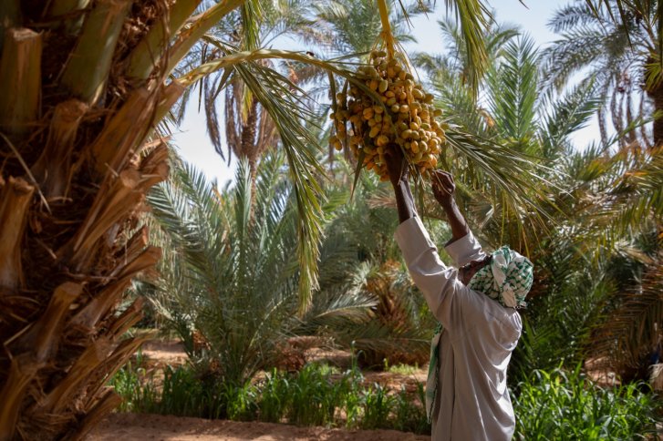 A man in Algeria attends to his fruit tree.