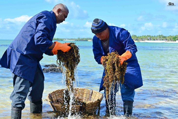 Two men in Mauritius collect seaweed.
