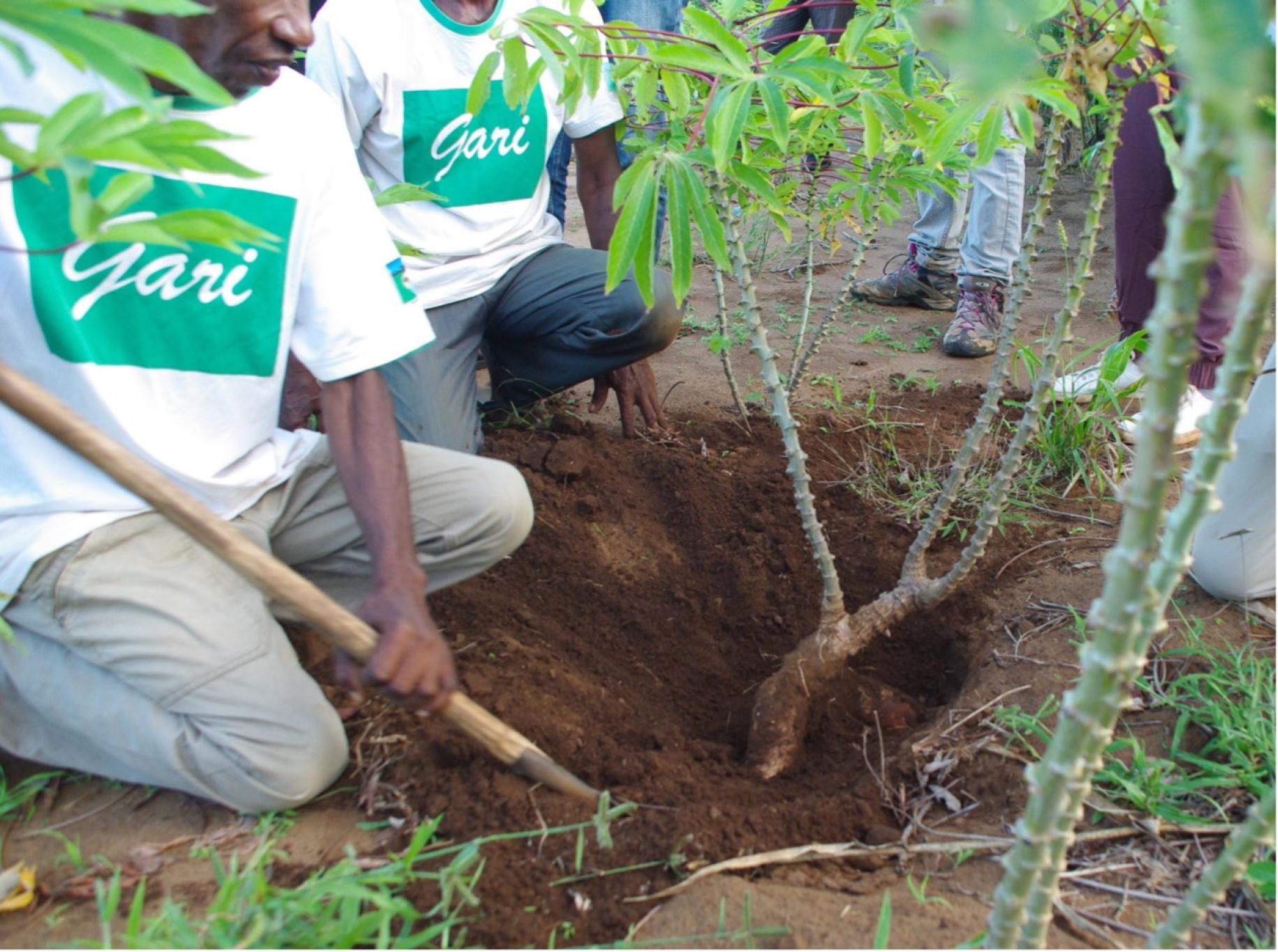 men digging whole in the ground to plant trees 