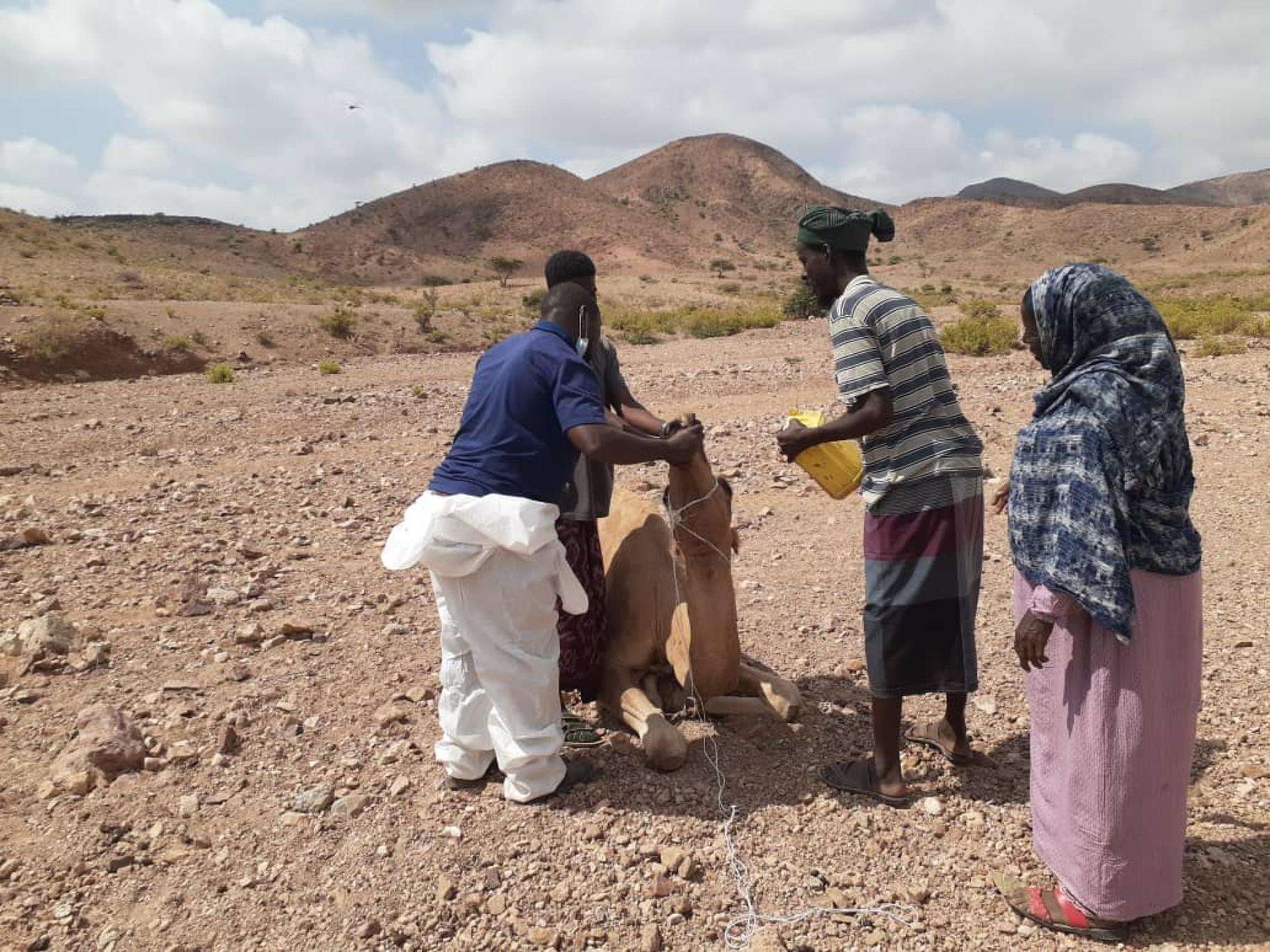 a small group of people stand around a camel