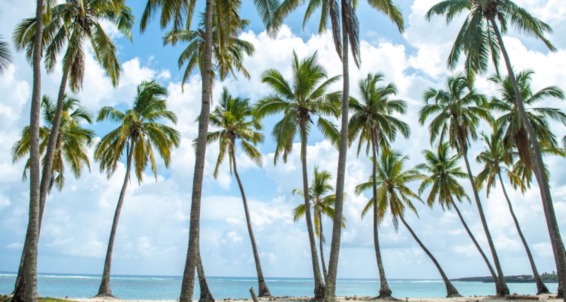 palm trees against blue sky 