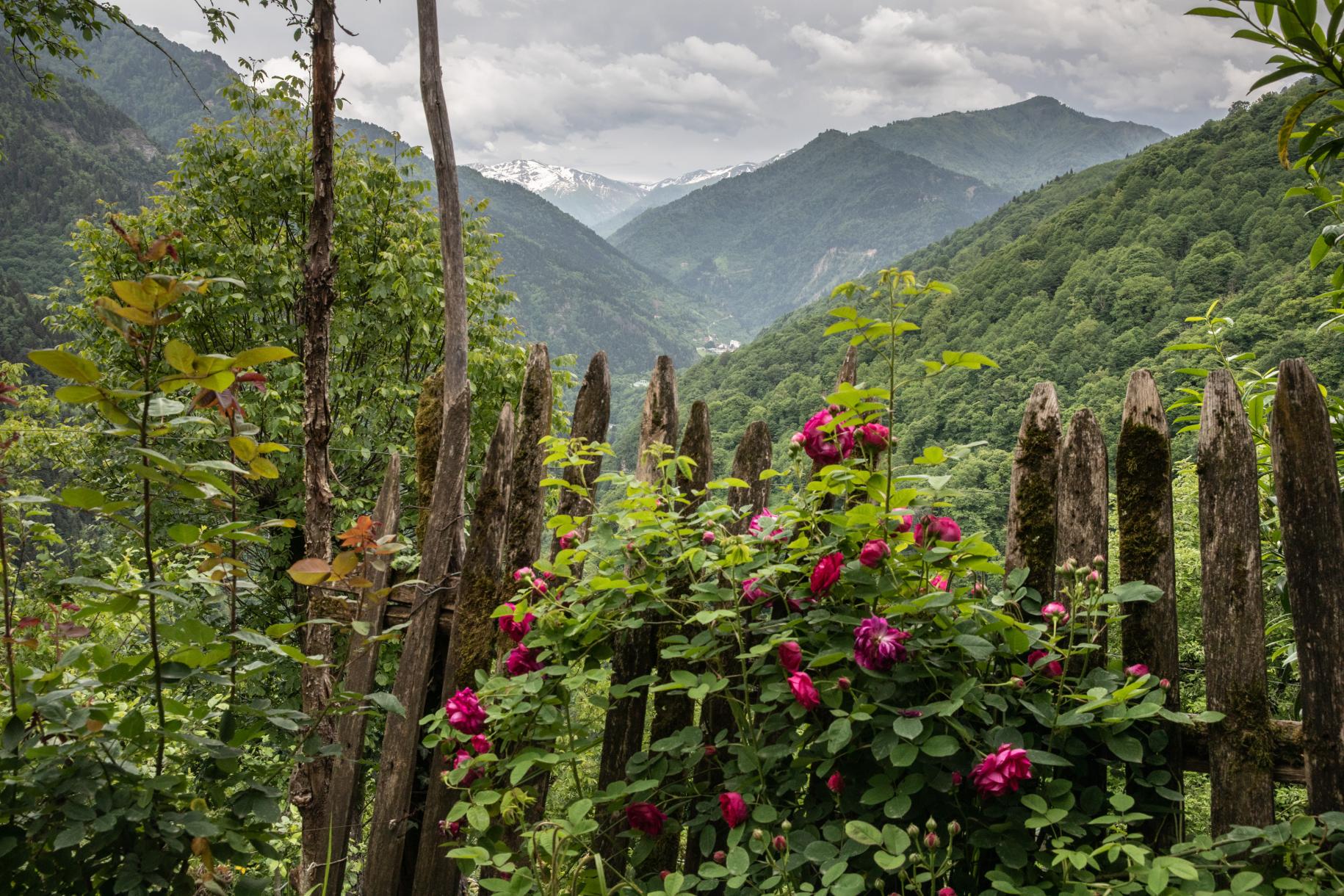 view of flowers and green mountains in the background