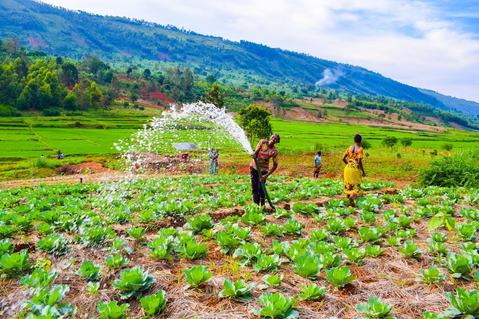 two women watering a green field of crops