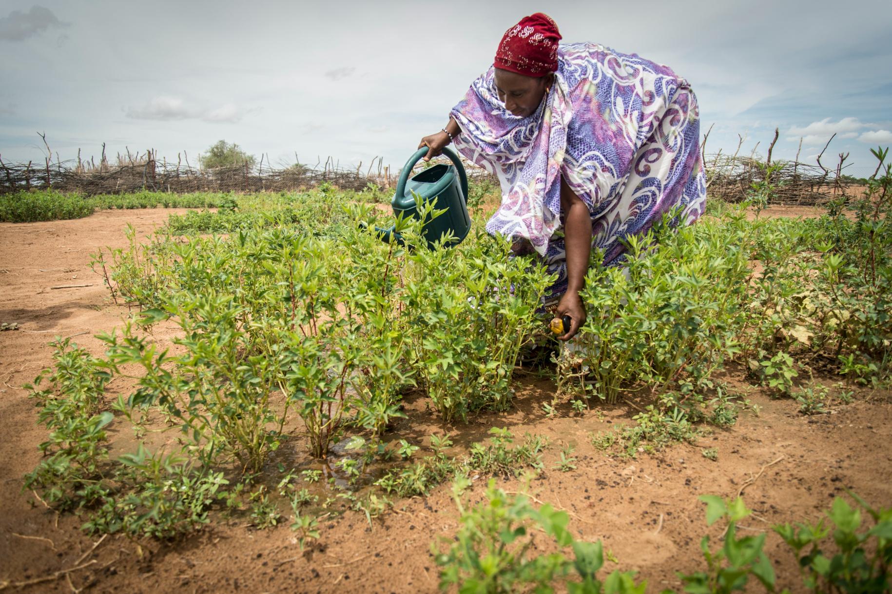 women in purple dress tends to green crops 