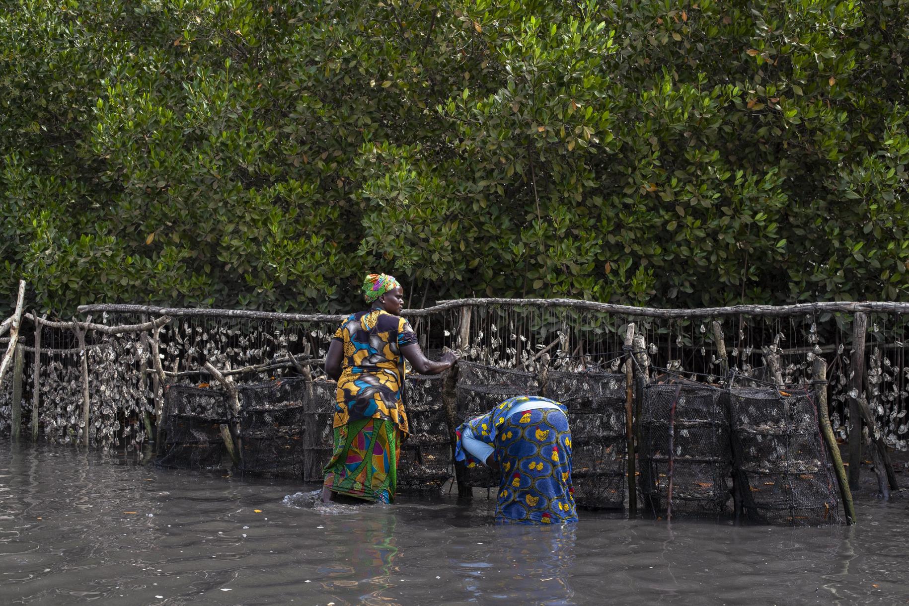 two women in colourful clothes stand knee deep in water attending to fishing nets 